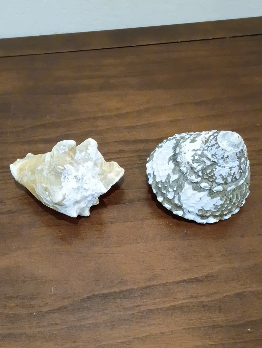 Conch Shells, Set Of 2 - Picture 4 of 10